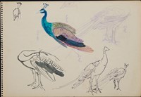 孔雀藏品圖，第1張