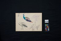 孔雀藏品圖，第2張