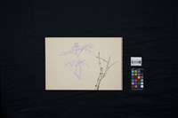 孔雀藏品圖，第3張