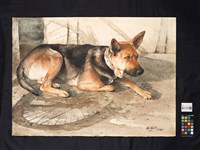 狼犬藏品圖，第2張