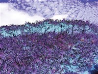 幻境0315藏品圖，第1張