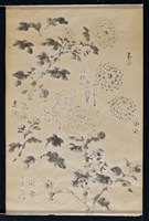 菊花寫生藏品圖，第2張