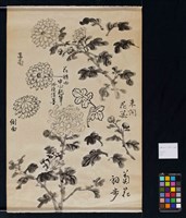 菊花寫生藏品圖，第3張
