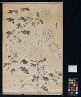 菊花寫生藏品圖，第4張