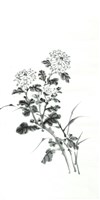 菊花藏品圖，第1張