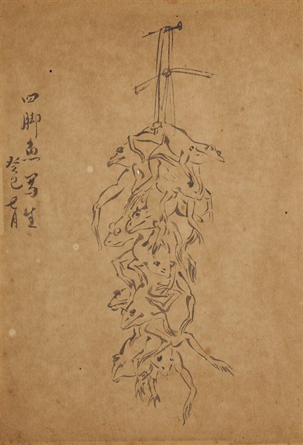 四腳魚的圖片