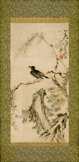 菊石八哥圖的圖片