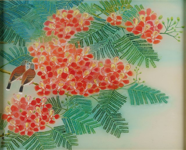 鳳凰花開的圖片
