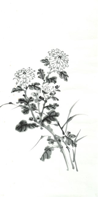 菊花的圖片