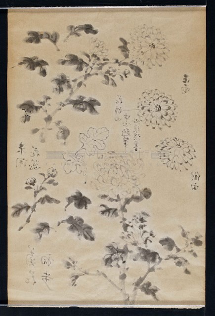 菊花寫生藏品圖，第2張