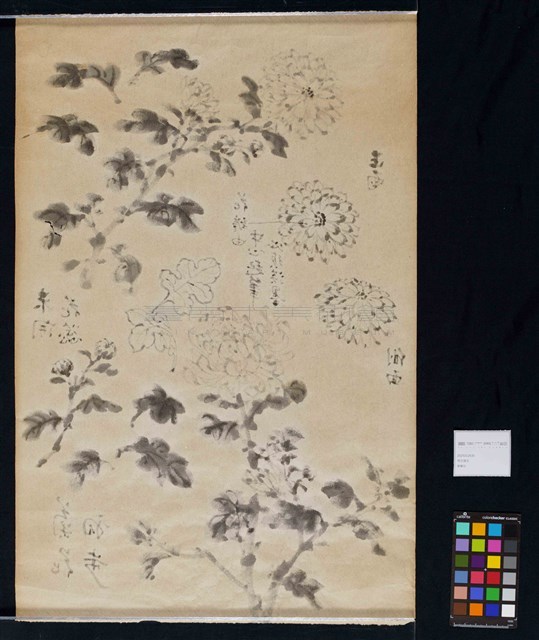 菊花寫生藏品圖，第4張