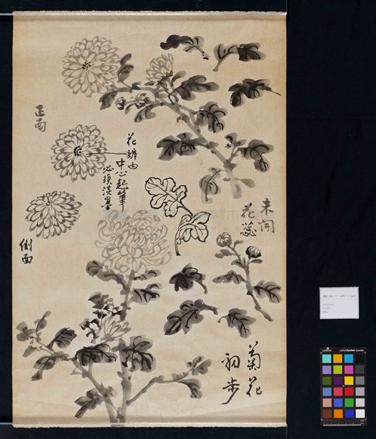 菊花寫生藏品圖，第3張
