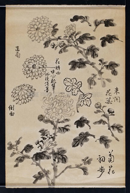 菊花寫生藏品圖，第1張