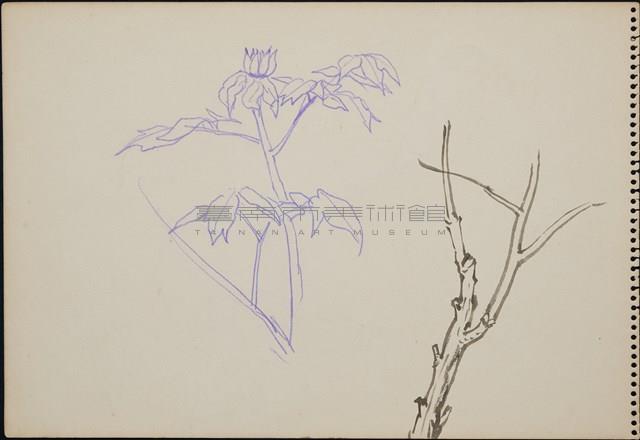 孔雀藏品圖，第4張