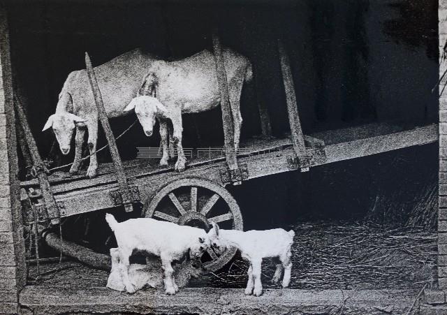 全家福藏品圖，第1張