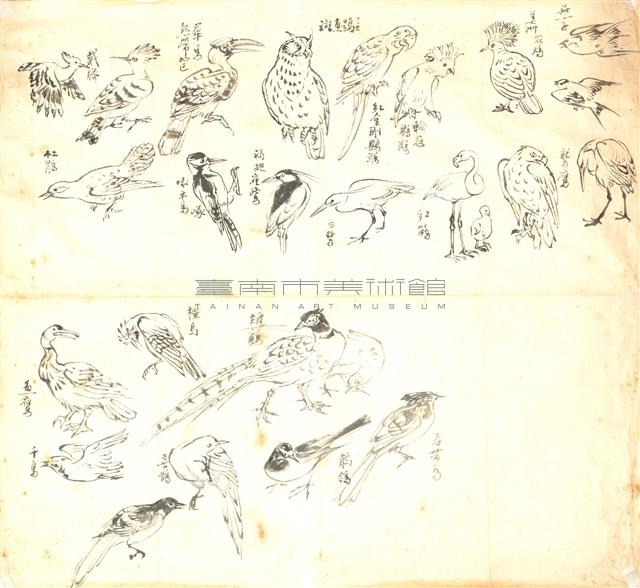 鳥類集錦藏品圖，第1張