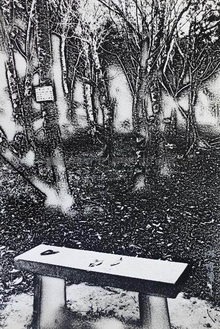 林中落葉藏品圖，第1張