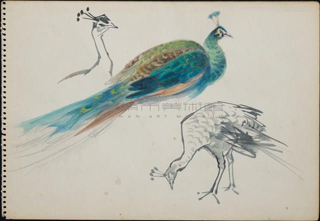 孔雀藏品圖，第1張