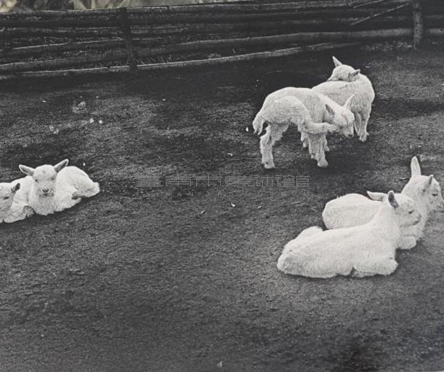 三對藏品圖，第1張