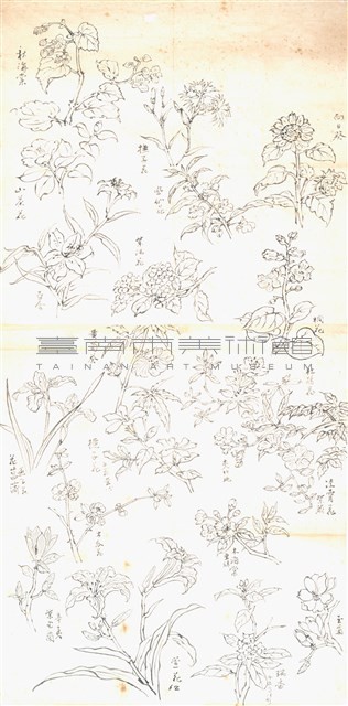 花之寫生藏品圖，第1張