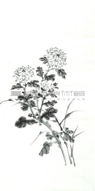 菊花藏品圖，第1張