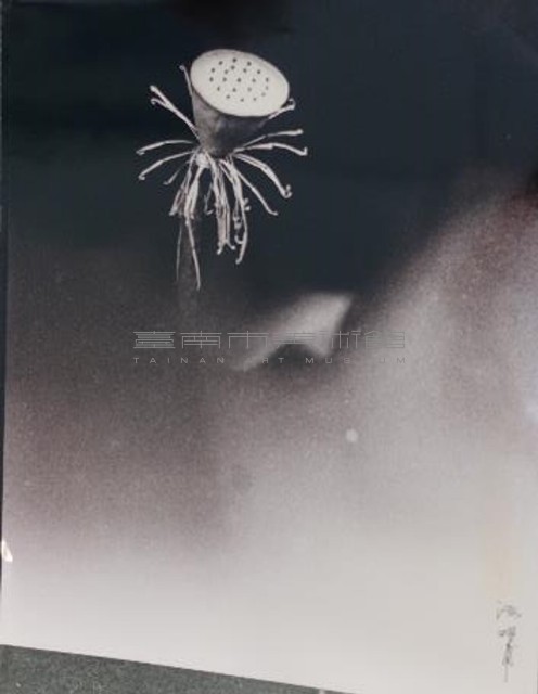 荷花（三）藏品圖，第1張