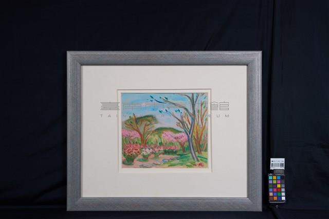 陽明山櫻花藏品圖，第2張