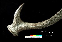 芝山岩文化鹿角藏品圖，第1張