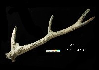 芝山岩文化鹿角藏品圖，第1張