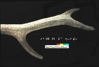 芝山岩文化鹿角藏品圖，第2張