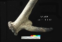 芝山岩文化鹿角藏品圖，第3張