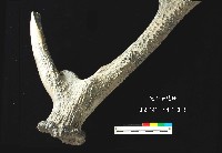 芝山岩文化鹿角藏品圖，第4張