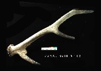 芝山岩文化鹿角藏品圖，第6張