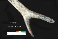 芝山岩文化鹿角藏品圖，第7張