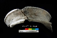 芝山岩文化罐口藏品圖，第1張