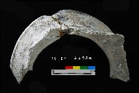 芝山岩文化罐口藏品圖，第2張