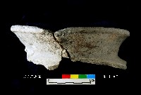 芝山岩文化罐口藏品圖，第3張