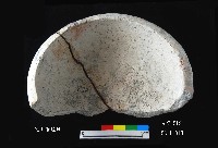 芝山岩文化淺缽形器藏品圖，第4張