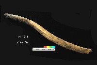 芝山岩文化木棒藏品圖，第1張