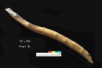 芝山岩文化木棒藏品圖，第2張