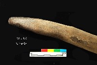 芝山岩文化木棒藏品圖，第3張