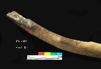 芝山岩文化木棒藏品圖，第4張