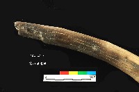 芝山岩文化木棒藏品圖，第5張