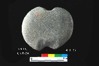 芝山岩文化砝碼型網墜藏品圖，第1張