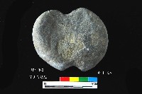 芝山岩文化砝碼型網墜藏品圖，第2張