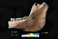 芝山岩文化豬下顎藏品圖，第1張