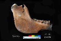 芝山岩文化豬下顎藏品圖，第2張