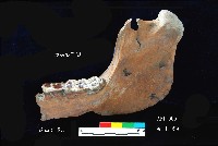 芝山岩文化豬下顎藏品圖，第3張