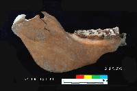 芝山岩文化豬下顎藏品圖，第4張