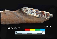 芝山岩文化豬下顎藏品圖，第5張